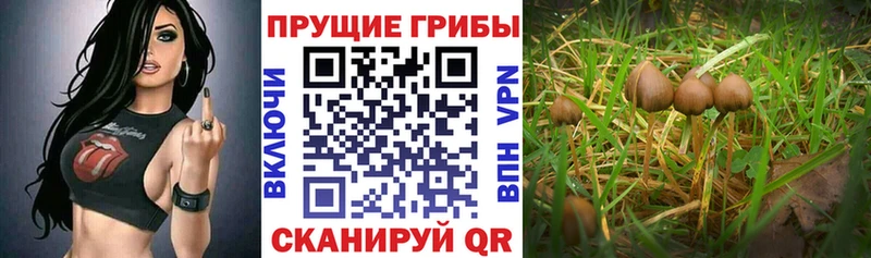 Галлюциногенные грибы Magic Shrooms  omg ссылка  Тольятти 